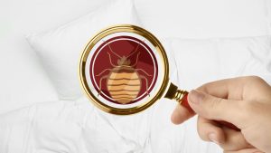 bakteri-dan-tungau-bakteri-2